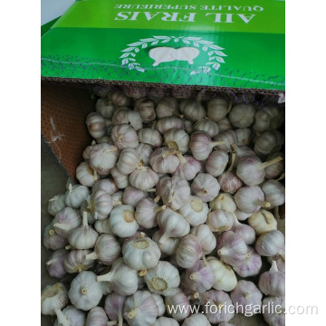 New Season Normal Fresh Garlic 2019